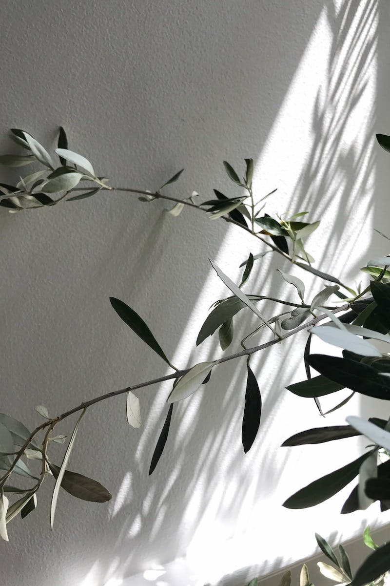 An olive branch in front of a white wall